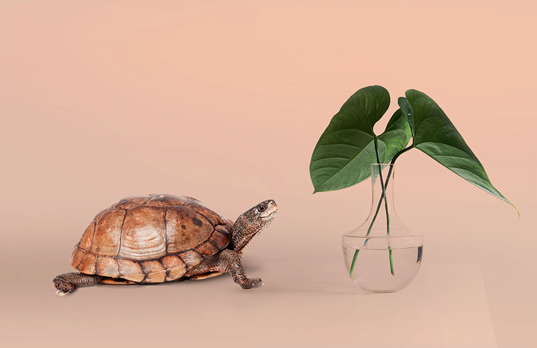 Turtle and plant